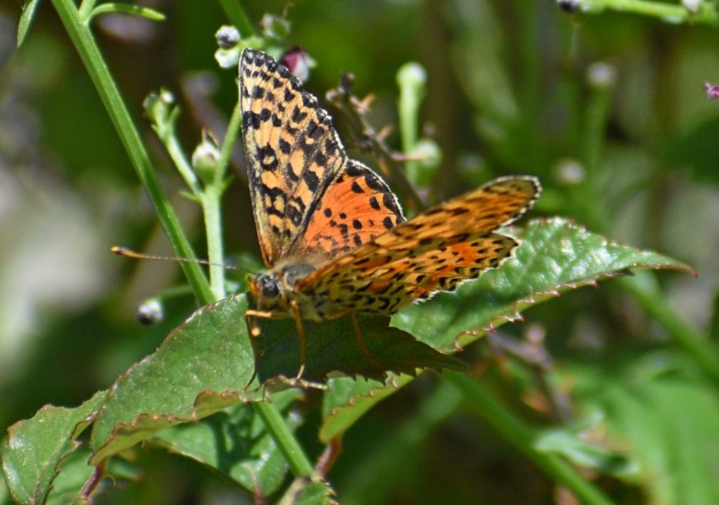 Melitaea anomala: Melitaea didyma, femmina